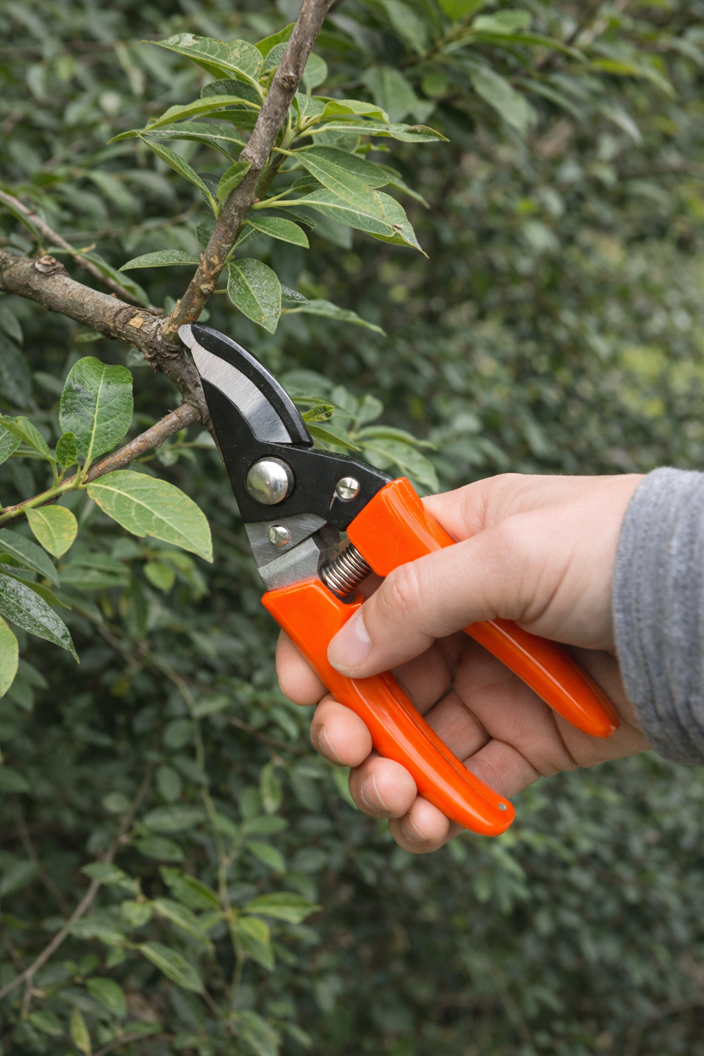 Gërshërë krasitjeje